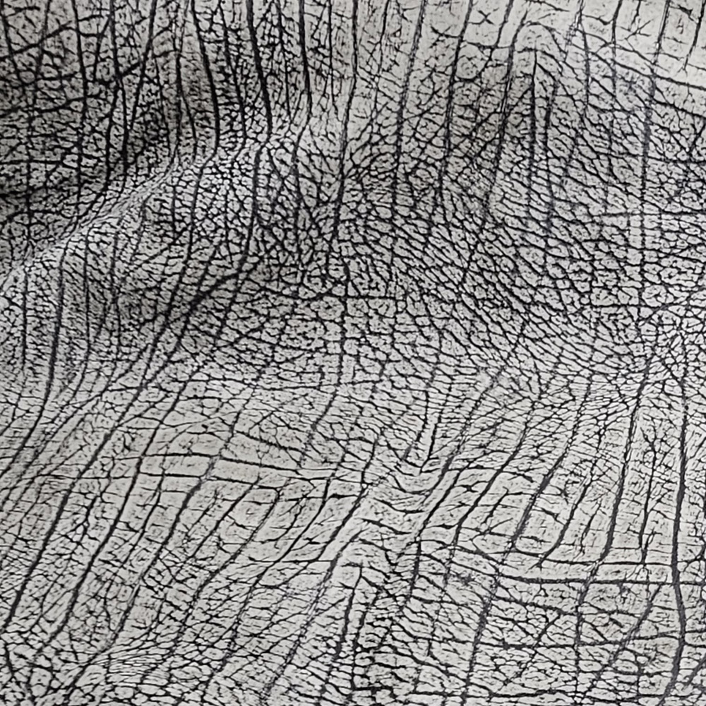 Black and Gray Cape Buffalo