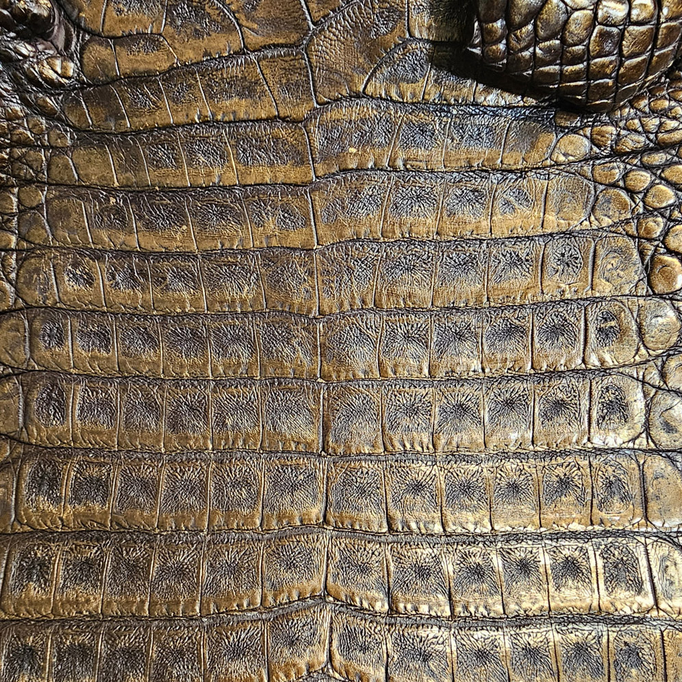 Chocolate Bronze Caiman