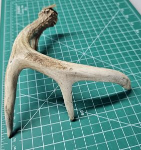 deer antler leather burnisher